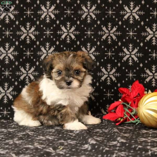 Rumi, Maltipoo Puppy